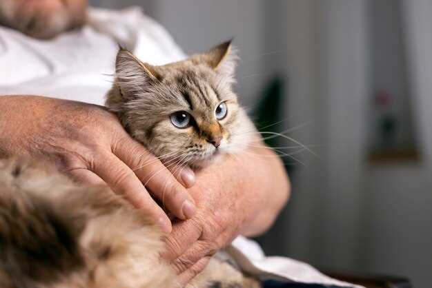 Дополнительные методы лечения дерматита у кошек