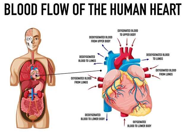 Какое количество артерий проходит через тело человека?