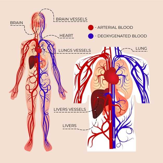 Функциональные артерии: адаптация к изменяющимся потребностям организма